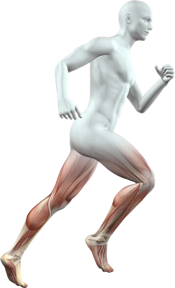 Orthopedic Body